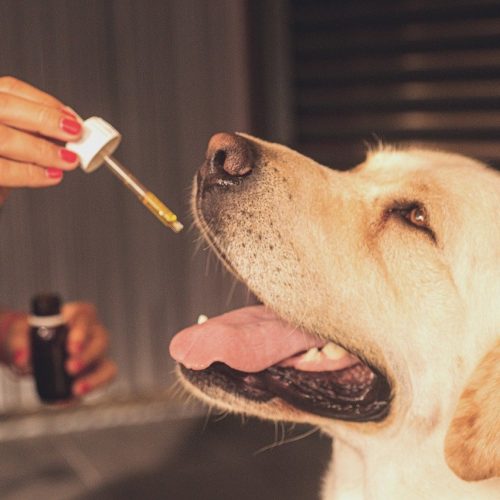 Choisir la meilleure marque de CBD pour les chiens souffrant de convulsions
