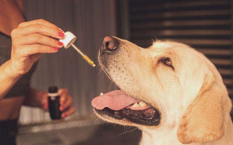 Les solutions CBD pour traiter les convulsions chez les chiens