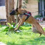 Tout ce qu'il y a à savoir sur les morsures de chien