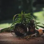Consommation de cannabis
