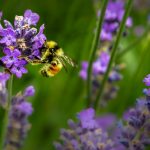 Comment les abeilles robotisées et l’IA peuvent résoudre la crise de la pollinisation