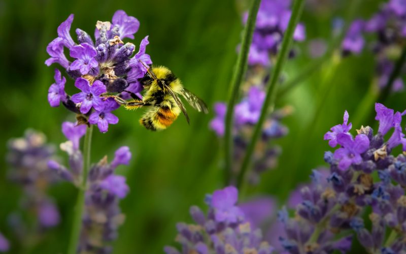 La pollonisation par les abeilles